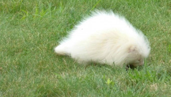 All-white creature identified as rare albino porcupine
