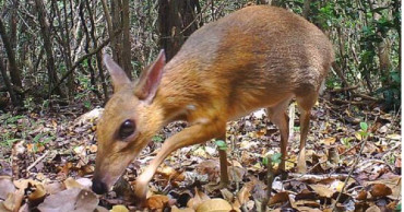 Endangered deer spotted in NE China