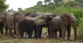 Ghana says endangered wildlife species thriving
