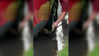 Police and residents rescue 6-foot snake from car engine