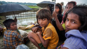 Unicef seeks $152.5mn for Rohingyas, host communities in Bangladesh 