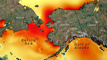 Alaska's warming ocean is putting food and jobs at risk, scientists say