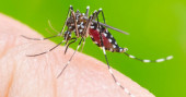 Two more die, 1712 hospitalised as dengue keeps playing havoc 