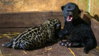 Brazil jaguar cubs introduced to world