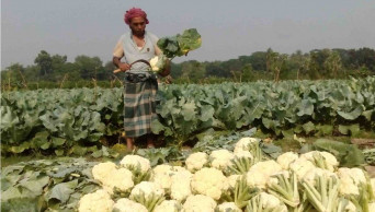 Early variety winter vegetables raise hope among Jessore farmers