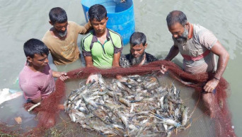 Viruses come back to haunt Bagerhat shrimp farmers