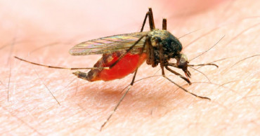 New research on parasite growth helps develop strategies to combat malaria
