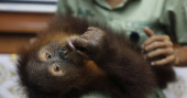 Thailand returns orangutans to their Indonesian homeland