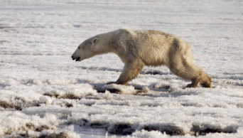 Polar bear gets lost in Russia, hundreds of miles from home