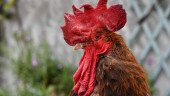 Maurice the rooster in the dock in divisive French trial
