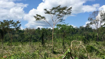 'Football pitch' of Amazon forest lost every minute