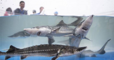 Record number of captive-bred Chinese sturgeons born in 2019