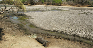 Zimbabwe's severe drought killing elephants, other wildlife
