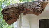 Massive wasp nests as big as a car are appearing in Alabama