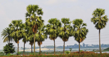 38 lakh palm trees planted to minimise lightning impacts: Enamur