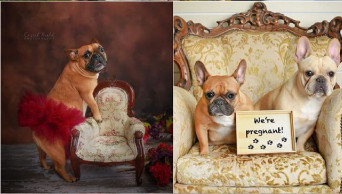 ‘Puppy love’: This maternity photoshoot of two French Bulldogs is melting hearts online