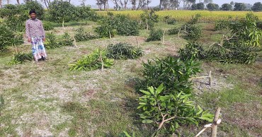 63-bigha orchard flattened overnight: 12 farmers lose 10,000 mango trees