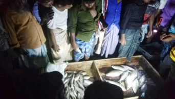 Hilsa fishing resumes after 22-day ban