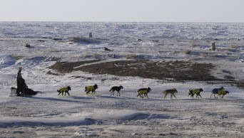 Technology brings rugged Iditarod race to global audience