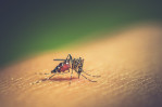 DU launches ‘cell counter’ for dengue diagnosis