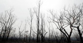 2 more missing in Australian wildfires as rain brings relief