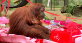 Orangutan granted 'personhood' turns 34, makes new friend