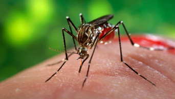 3 people die of dengue at DMCH