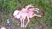 Unusual goat with two heads, eight legs born in Chattogram
