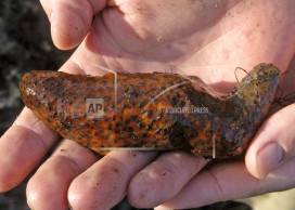 Washington man gets prison for overharvesting sea cucumbers