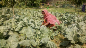 Winter is here, C’nawabganj farmers now busy cultivating vegetables