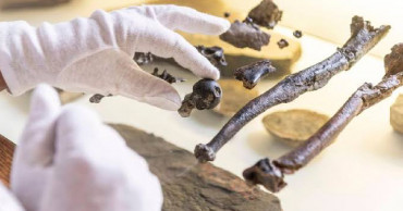 Standing tall: Scientists find oldest example of upright ape