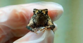 1st in vitro Puerto Rico crested toad gives scientists hope