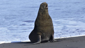 Alaska’s northern fur seals find refuge on tip of volcano
