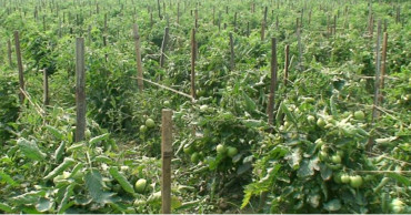 Farmers in Laxmipur char leading the way in vegetable production