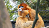 Scientists reveal origin, evolution of golden snub-nosed monkey