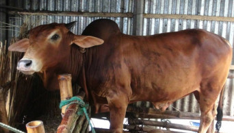 Faridpur farmers busy nurturing cattle as Eid-ul-Azha approaches 