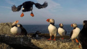 Puffins fill up nesting islands this year despite challenges