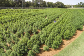 US growing largest crop of marijuana for research in 5 years