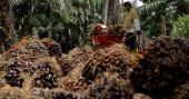 Upbeat prospect for Malaysia's palm oil prices next year