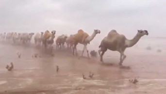 Watch the Saudi desert flooded