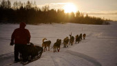Iditarod changes tack, will meet with animal welfare leader