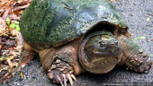 Turtle disaster? 100-pound tortoise missing in New Mexico