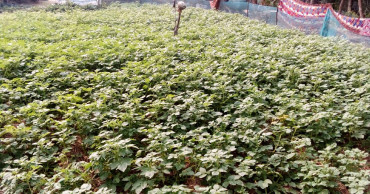 Lawn farming gains traction in Khulna