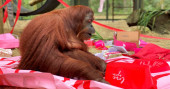 Orangutan granted 'personhood' turns 34, makes new friend