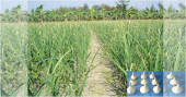Garlic production in Manirampur expected to be a bumper