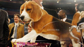 A dog's life: Uno, beagle who wowed Westminster, dies at 13