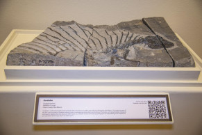 Fossil of plant-eating reptile found in southern New Mexico