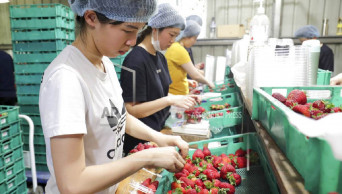Farm supervisor charged in Australia strawberry tampering