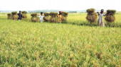 Disorder in Bangladesh’s Traditional Six Seasons Changing Its Agriculture Calendar