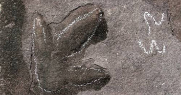 Dinosaur footprints found in ancient Chinese imperial resort